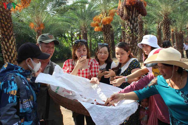 biggest date palm garden in the vietnam’s southwestern region hinh 10