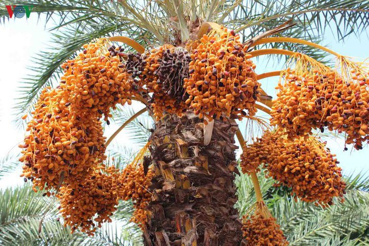 biggest date palm garden in the vietnam’s southwestern region hinh 1