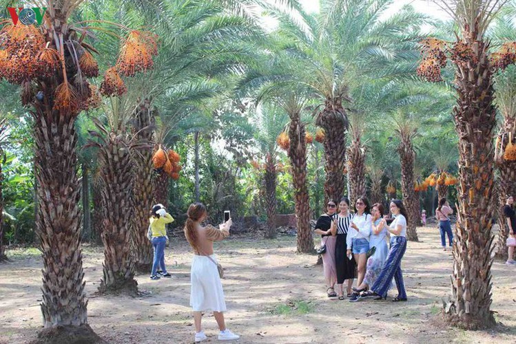 biggest date palm garden in the vietnam’s southwestern region hinh 2