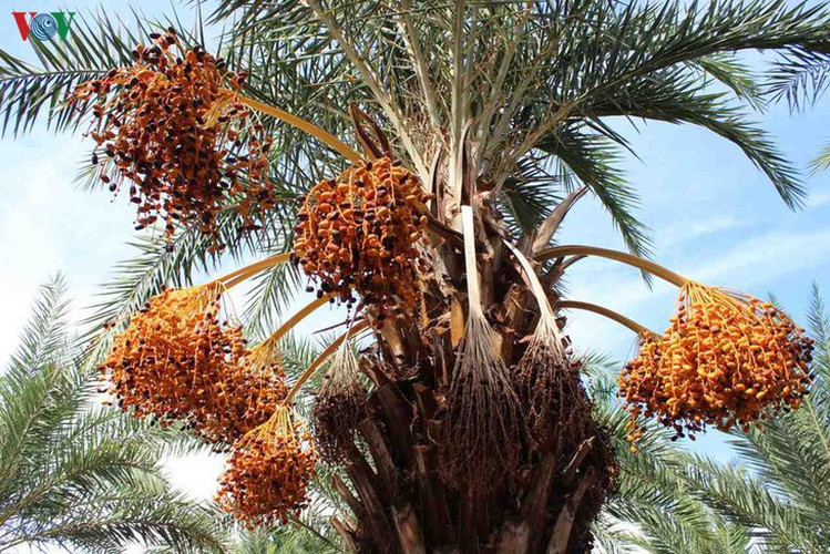 biggest date palm garden in the vietnam’s southwestern region hinh 3