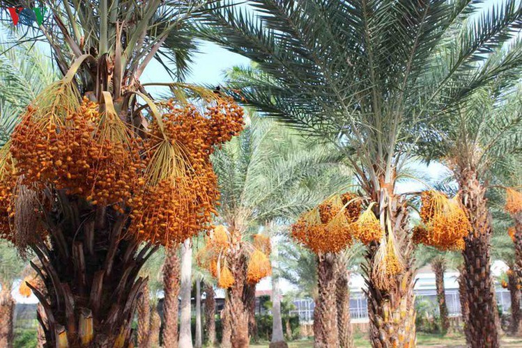 biggest date palm garden in the vietnam’s southwestern region hinh 4