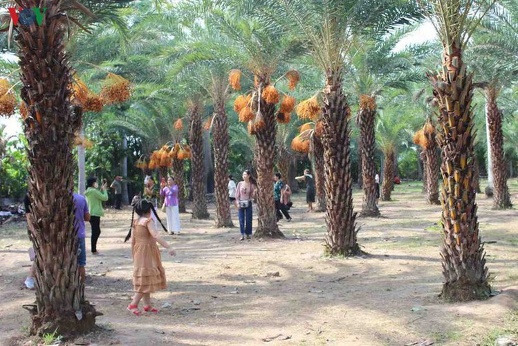 biggest date palm garden in the vietnam’s southwestern region hinh 5
