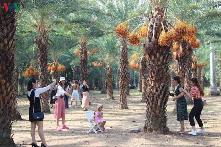 biggest date palm garden in the vietnam’s southwestern region hinh 7