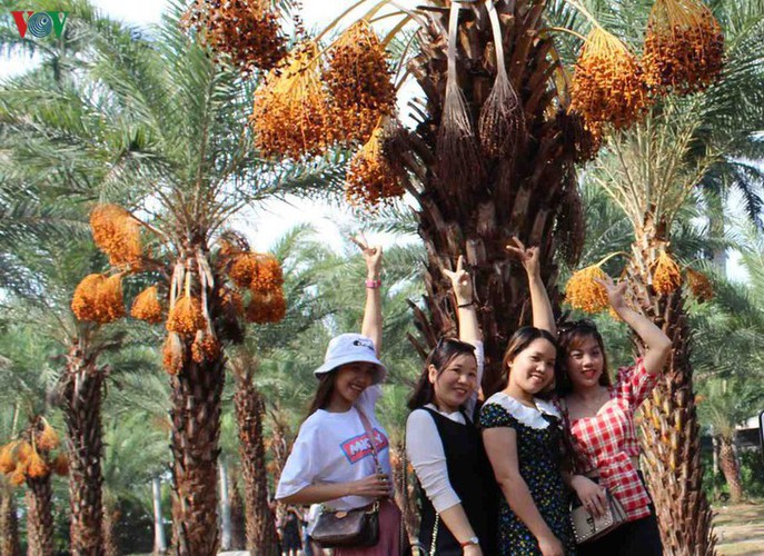 biggest date palm garden in the vietnam’s southwestern region hinh 8