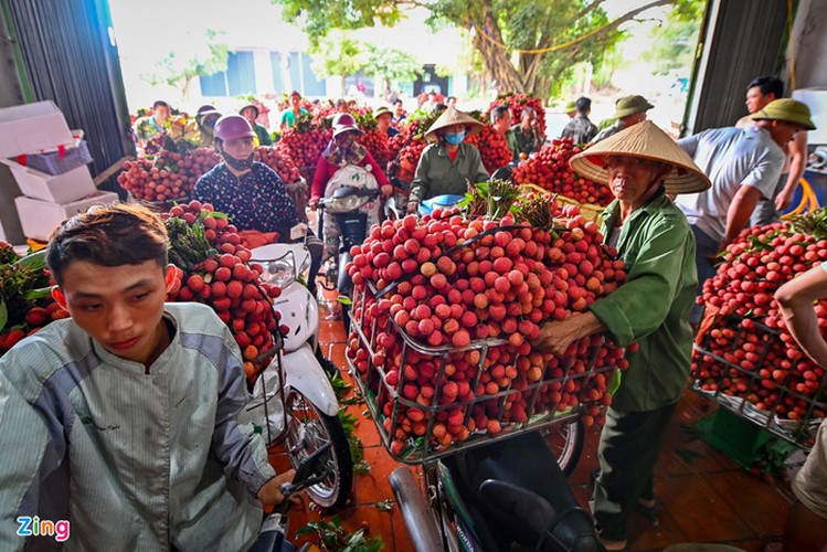 vietnam unique lychee market in full swing hinh 13