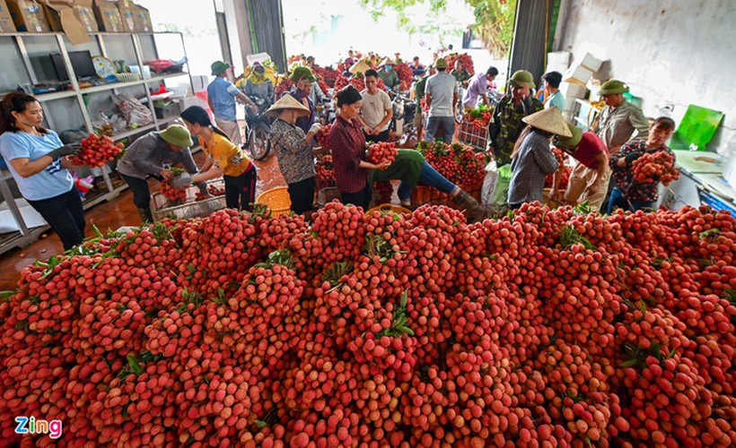 vietnam unique lychee market in full swing hinh 14