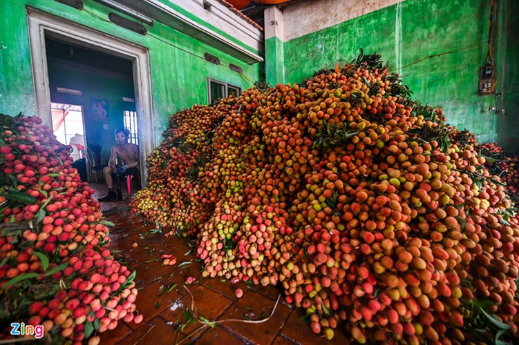vietnam unique lychee market in full swing hinh 17