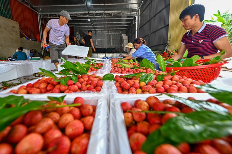 vietnam unique lychee market in full swing hinh 18