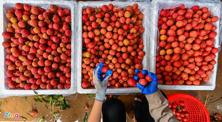 vietnam unique lychee market in full swing hinh 19