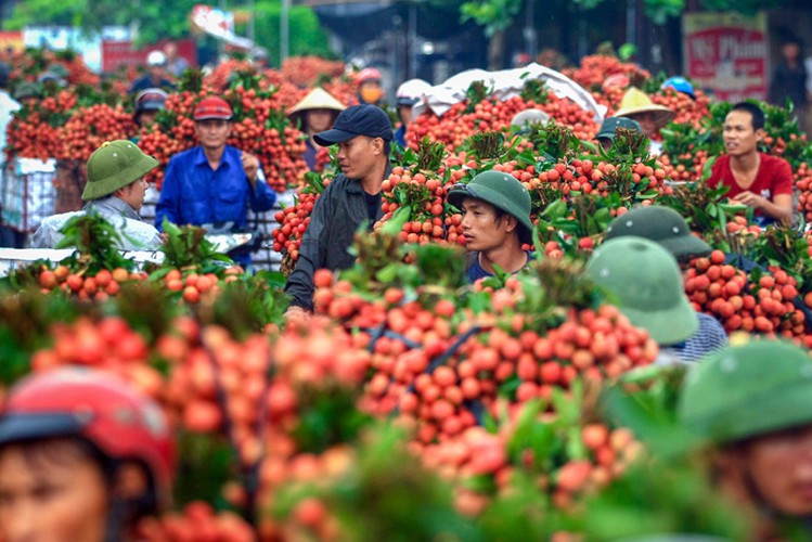 vietnam unique lychee market in full swing hinh 1