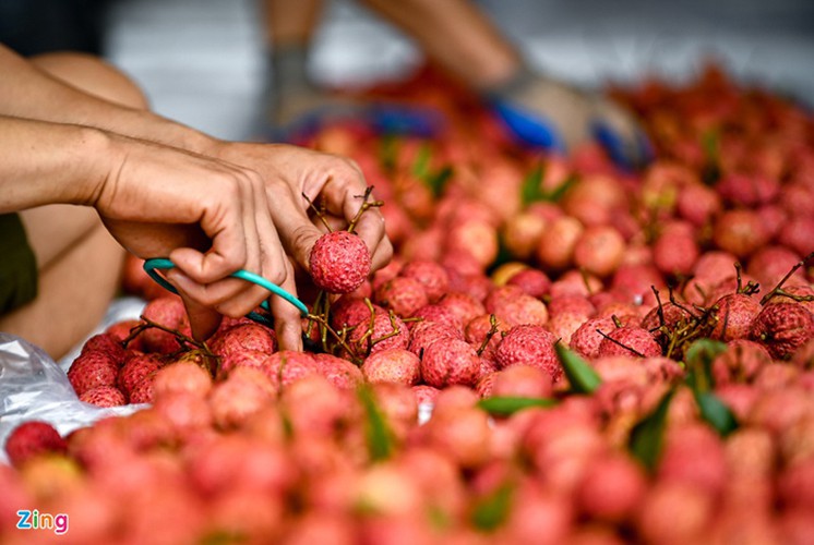 vietnam unique lychee market in full swing hinh 20