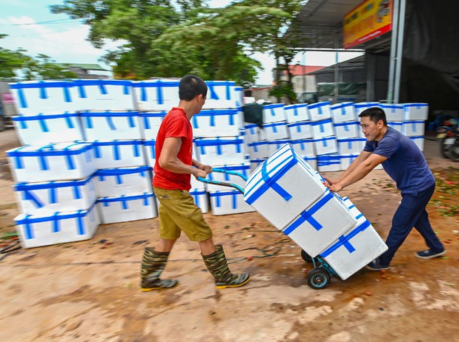 vietnam unique lychee market in full swing hinh 21