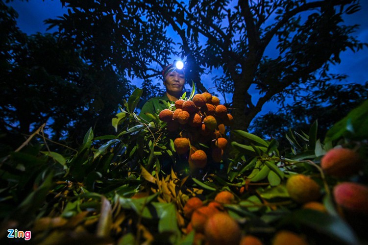 vietnam unique lychee market in full swing hinh 3