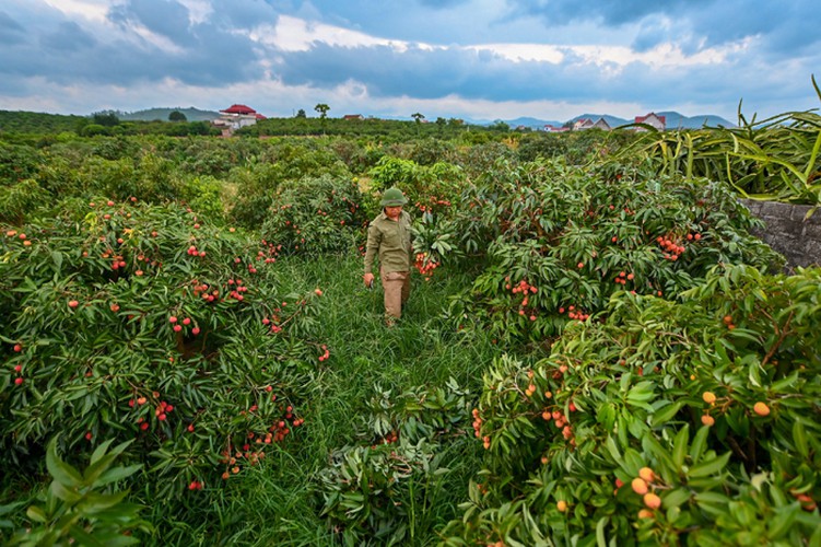 vietnam unique lychee market in full swing hinh 4