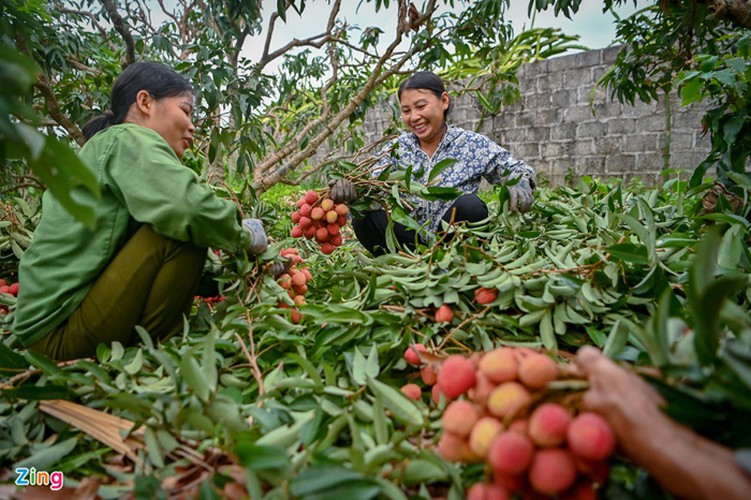 vietnam unique lychee market in full swing hinh 5