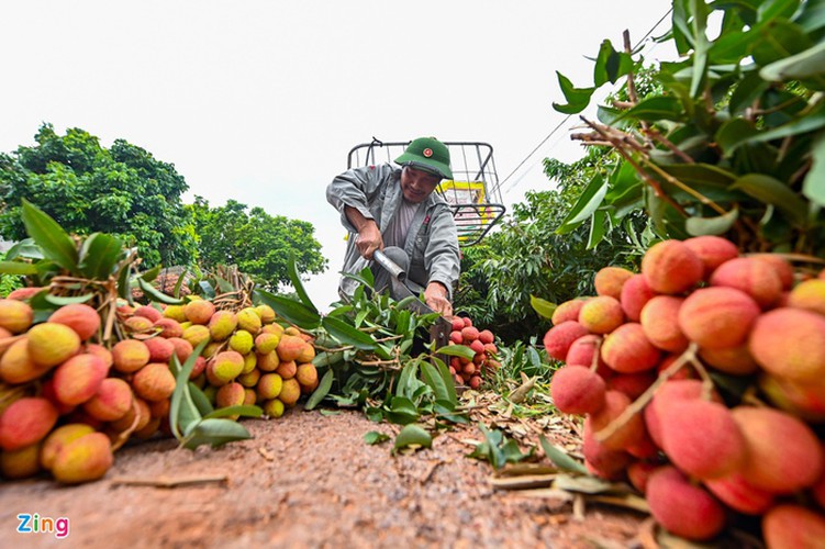 vietnam unique lychee market in full swing hinh 6