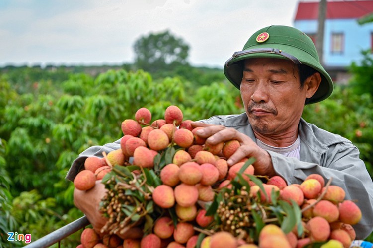 vietnam unique lychee market in full swing hinh 7