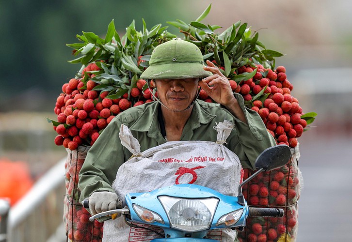 vietnam unique lychee market in full swing hinh 8