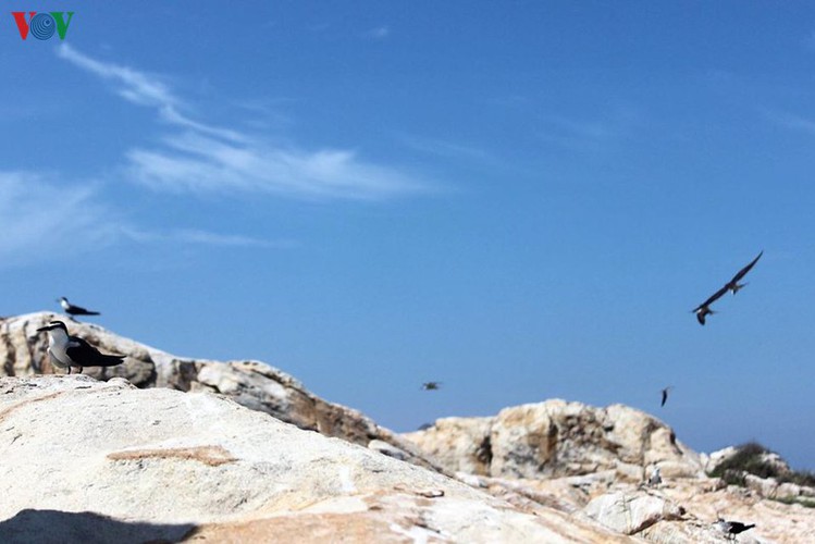 yen island represents a gorgeous pearl in nha trang hinh 3