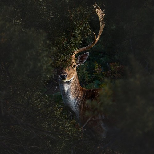 vietnamese photographer wins place in 50 best photos of #green2020 hinh 4