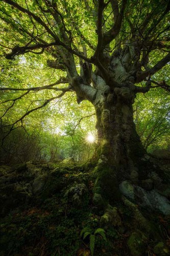 vietnamese photographer wins place in 50 best photos of #green2020 hinh 6