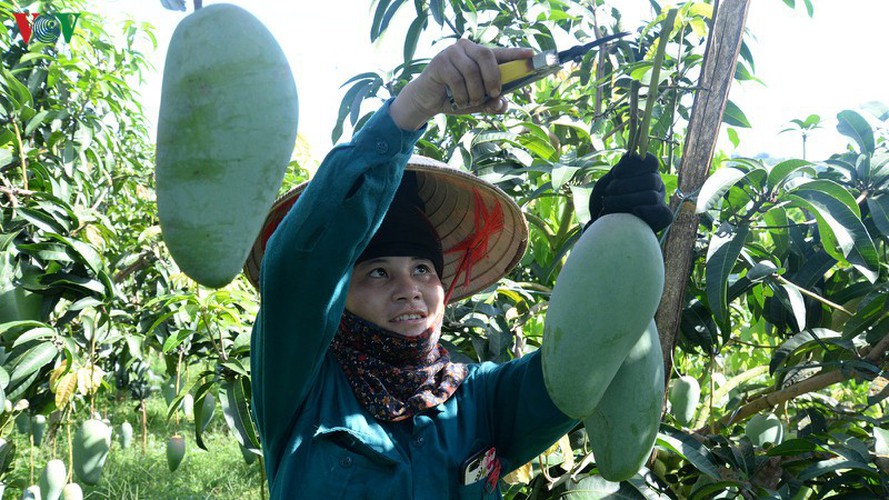 vietnamese fruit increasingly popular among foreign consumers hinh 10