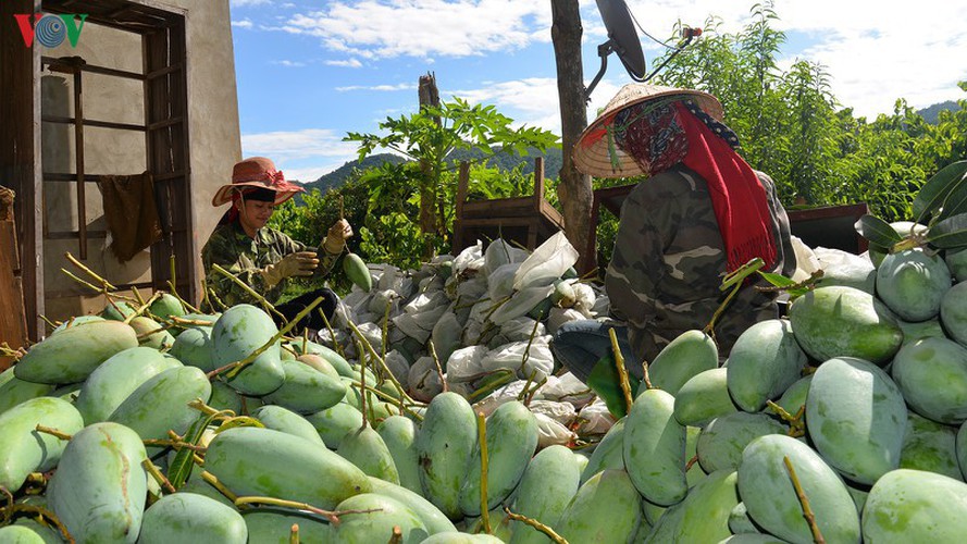 vietnamese fruit increasingly popular among foreign consumers hinh 11