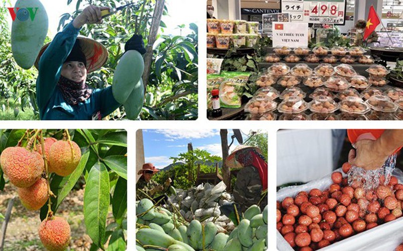 vietnamese fruit increasingly popular among foreign consumers hinh 1