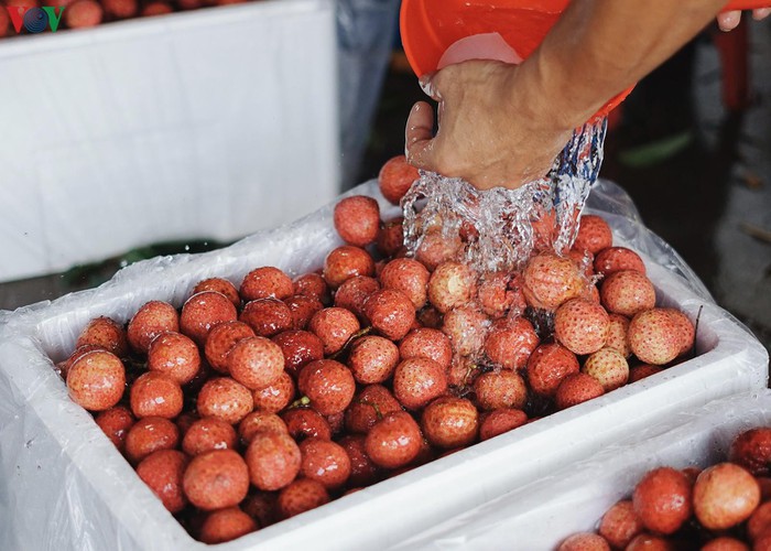 vietnamese fruit increasingly popular among foreign consumers hinh 6