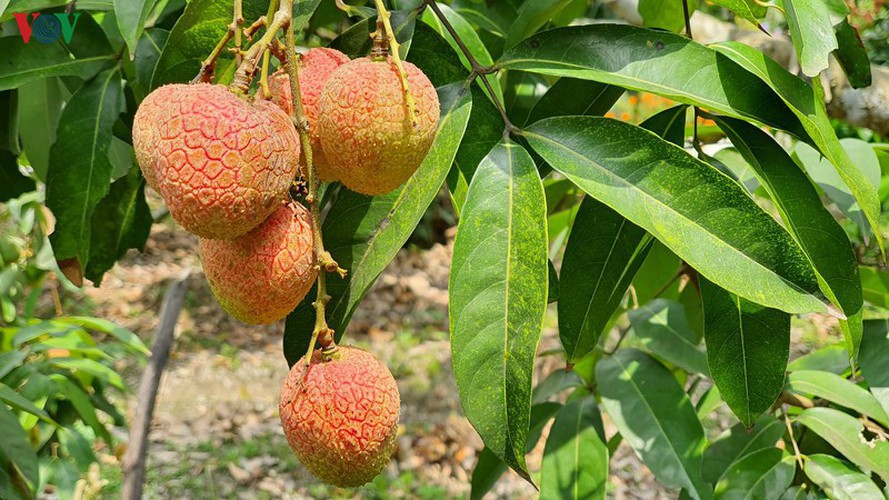vietnamese fruit increasingly popular among foreign consumers hinh 7