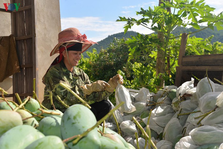 vietnamese fruit increasingly popular among foreign consumers hinh 9