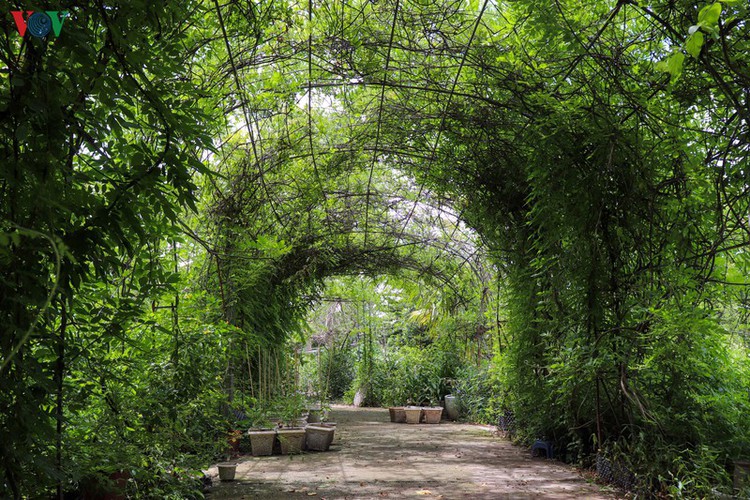 fairy garden featuring multiflora roses in hanoi hinh 10