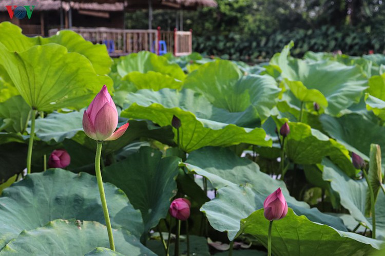 fairy garden featuring multiflora roses in hanoi hinh 12