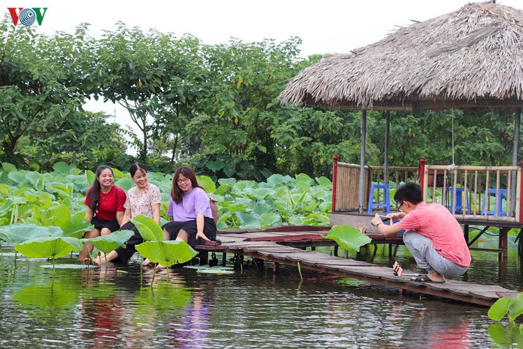 fairy garden featuring multiflora roses in hanoi hinh 13