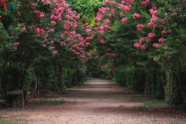 fairy garden featuring multiflora roses in hanoi hinh 2