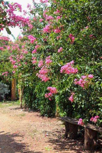 fairy garden featuring multiflora roses in hanoi hinh 3