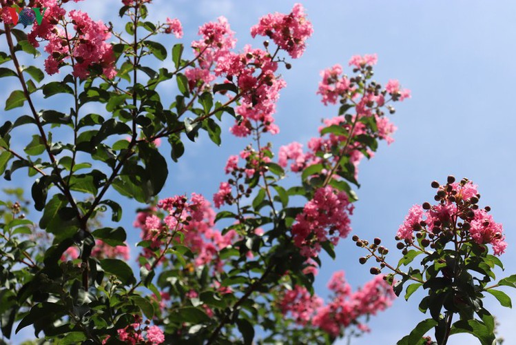 fairy garden featuring multiflora roses in hanoi hinh 4