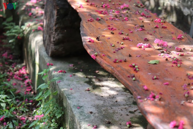 fairy garden featuring multiflora roses in hanoi hinh 5