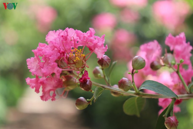 fairy garden featuring multiflora roses in hanoi hinh 6