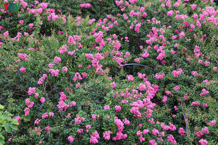 fairy garden featuring multiflora roses in hanoi hinh 7