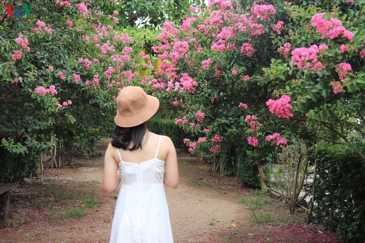 fairy garden featuring multiflora roses in hanoi hinh 8