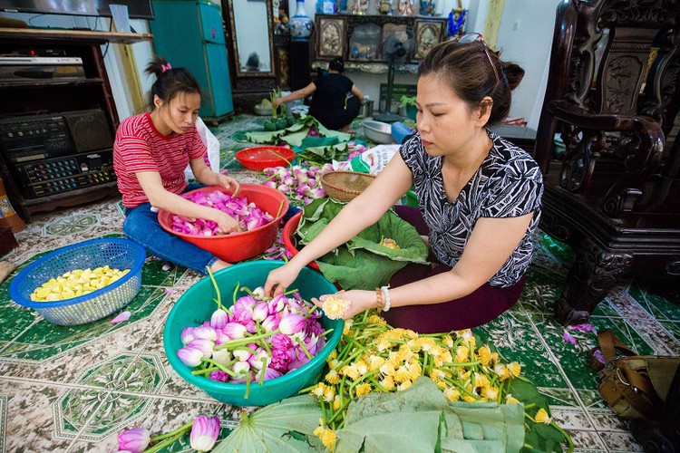 how hanoi’s lotus-scented tea is made hinh 4