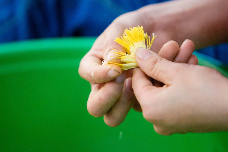 how hanoi’s lotus-scented tea is made hinh 7