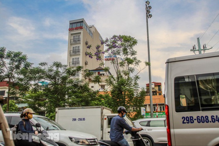 hanoi capital dotted with da lat purple phoenix flowers hinh 10