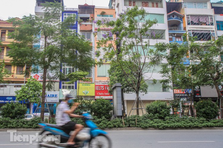 hanoi capital dotted with da lat purple phoenix flowers hinh 11