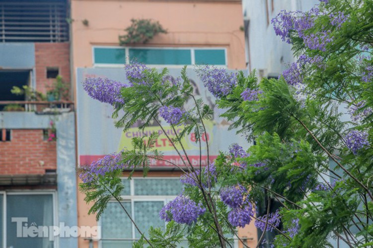 hanoi capital dotted with da lat purple phoenix flowers hinh 12