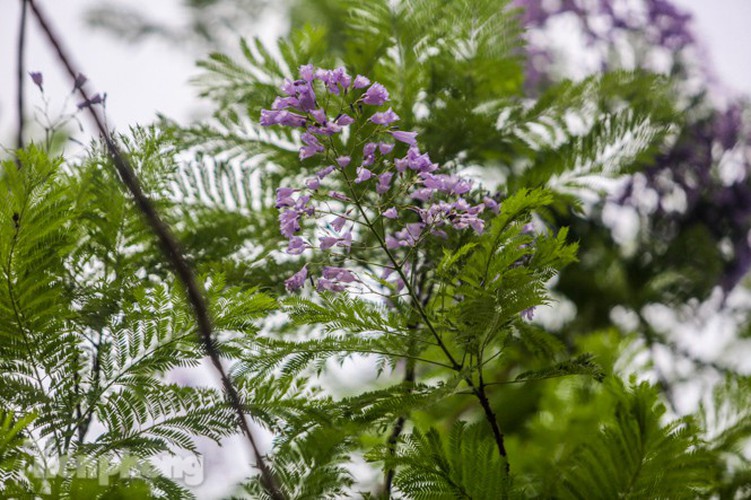 hanoi capital dotted with da lat purple phoenix flowers hinh 13