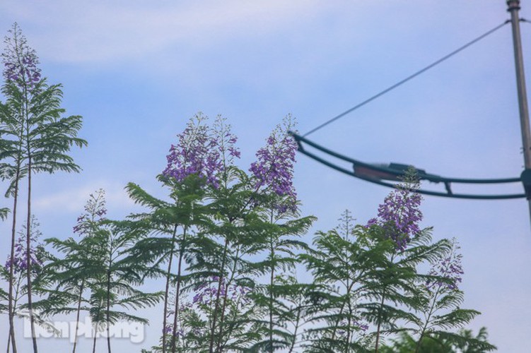 hanoi capital dotted with da lat purple phoenix flowers hinh 1