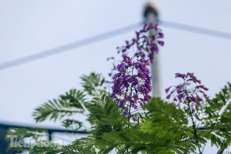 hanoi capital dotted with da lat purple phoenix flowers hinh 2