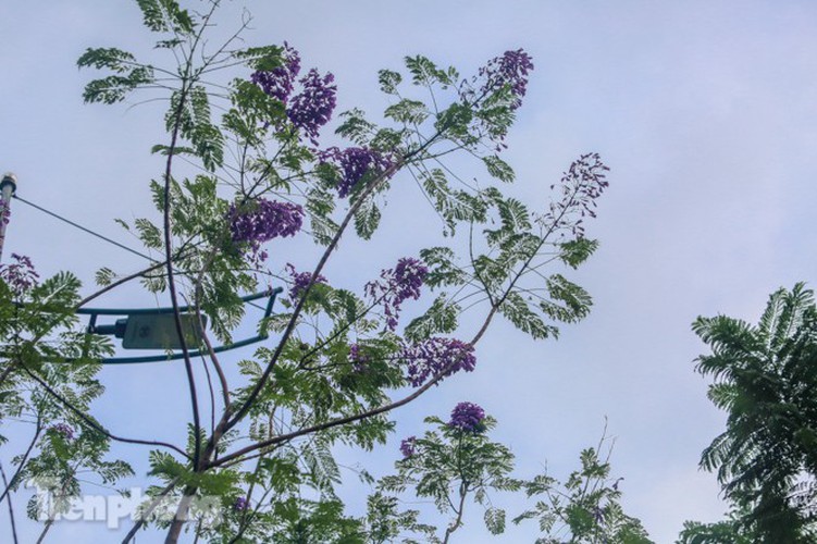 hanoi capital dotted with da lat purple phoenix flowers hinh 3